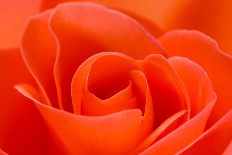 Rose flower