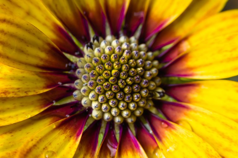 daisy