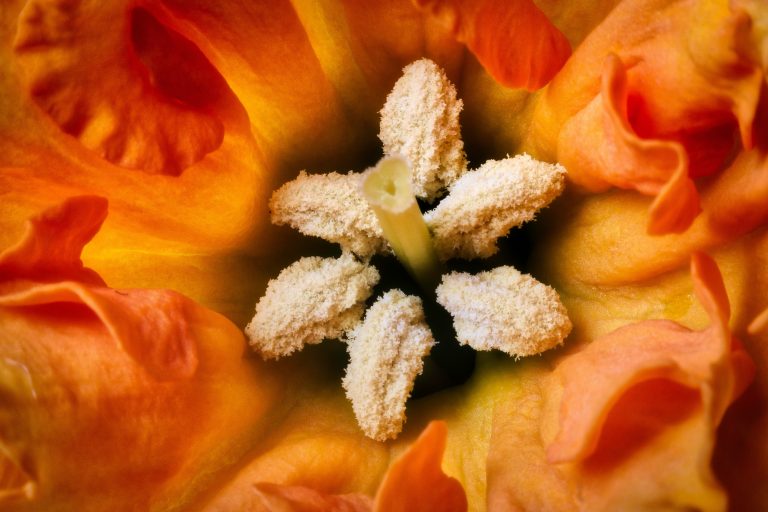 Daffodil