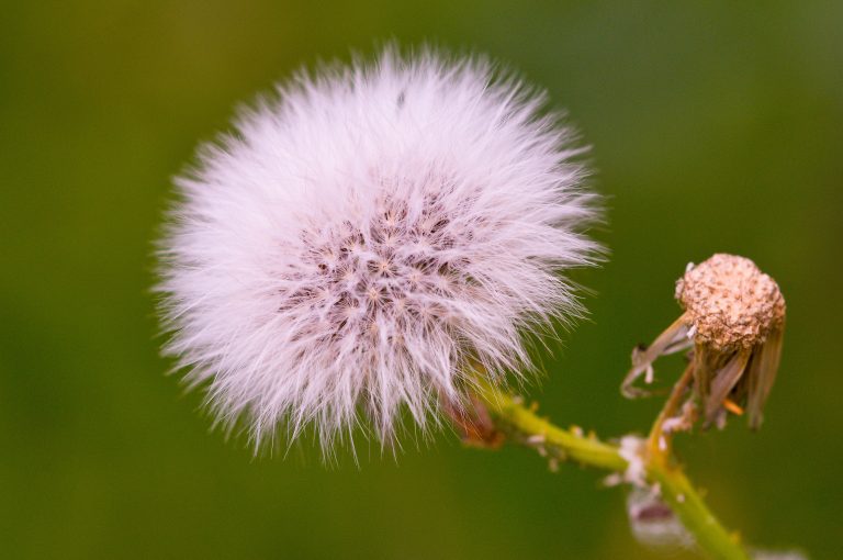 dandelion