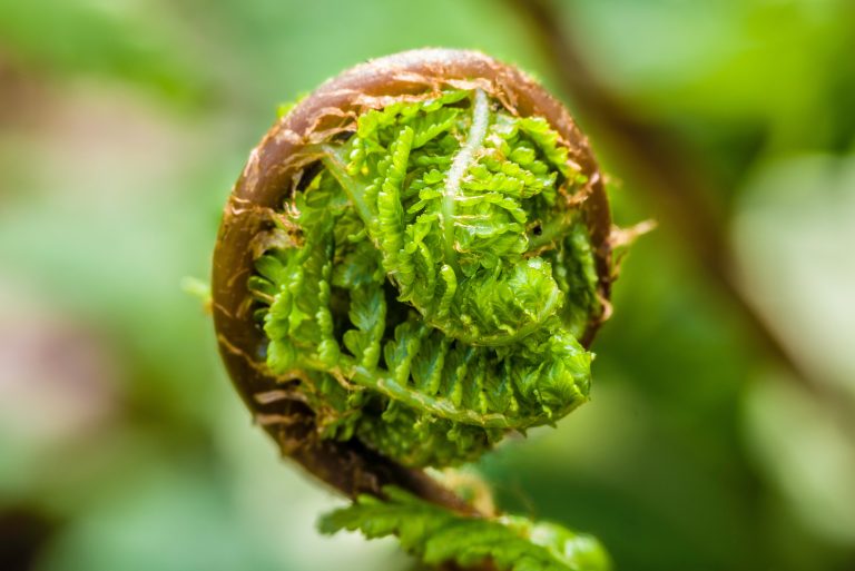 fern leaves