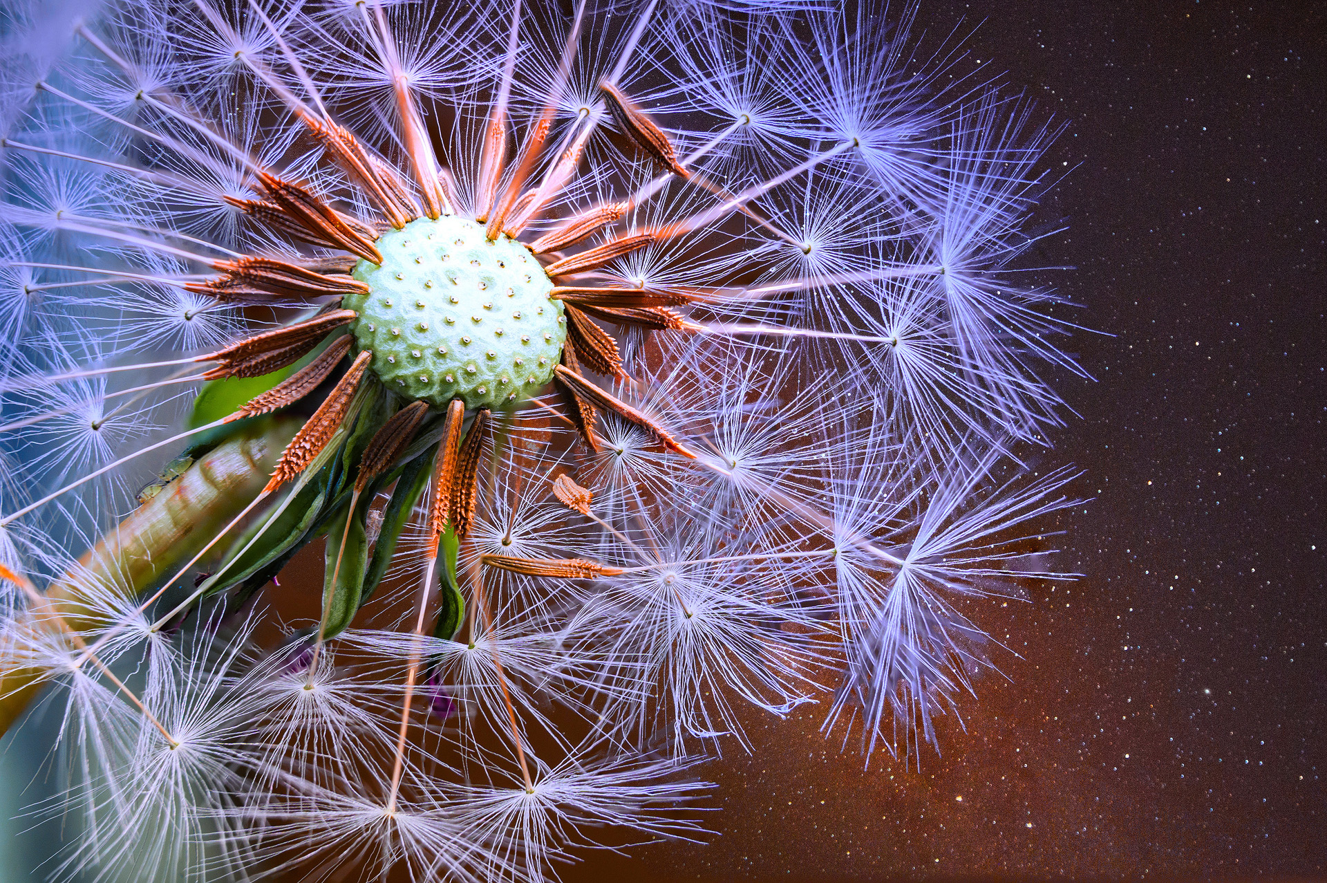 Flowers Paul Richards