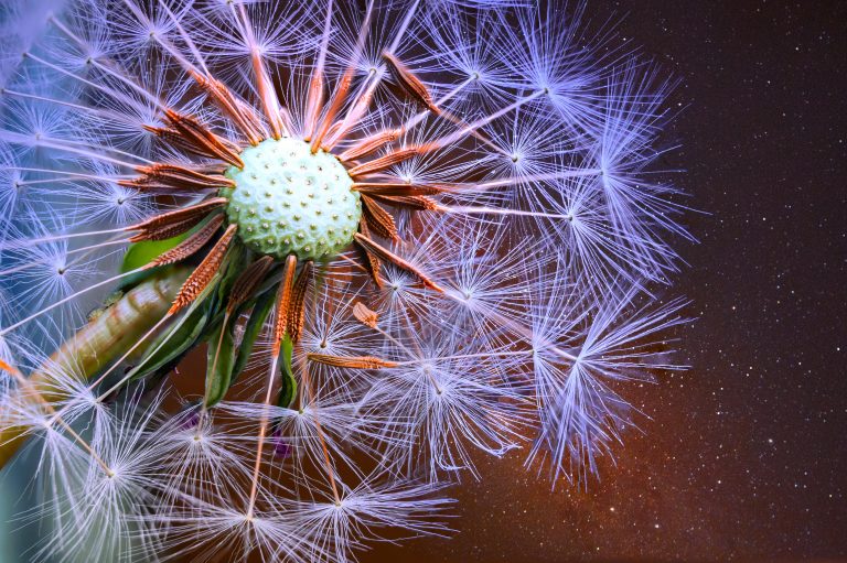 dandelion