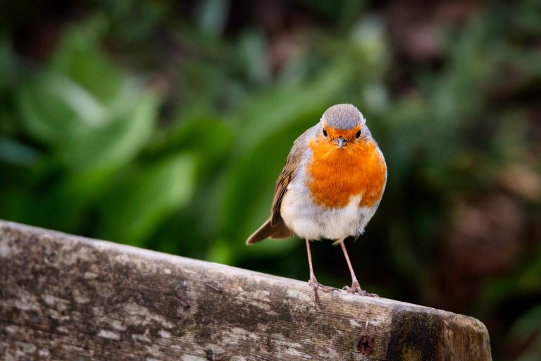 robin