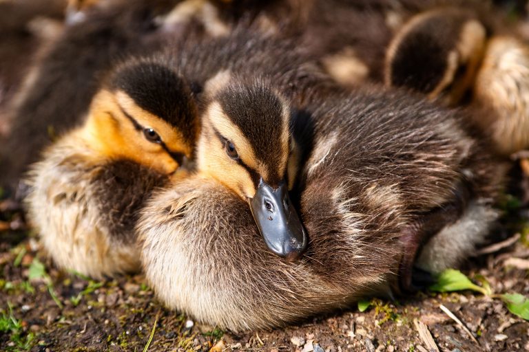 ducks