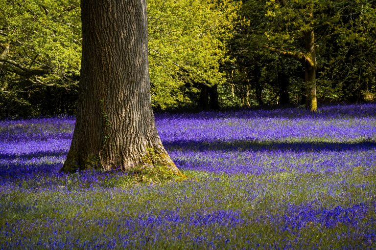 Enys Gardens