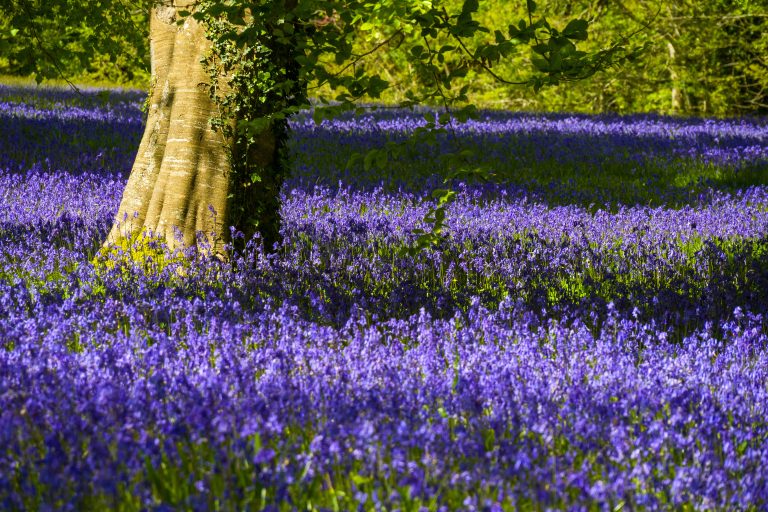 Enys Gardens
