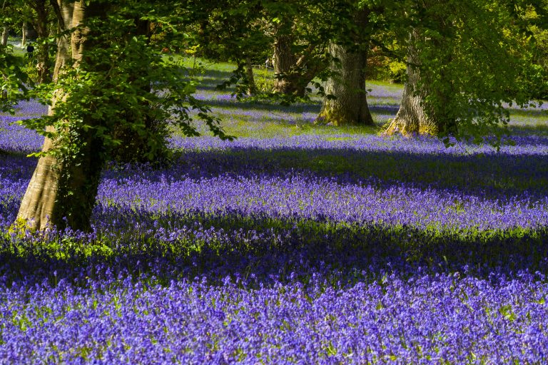 Enys Gardens