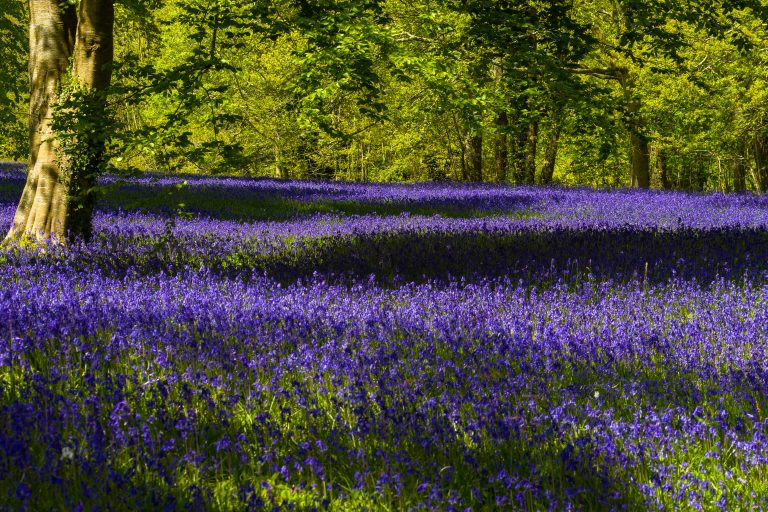 Enys Gardens