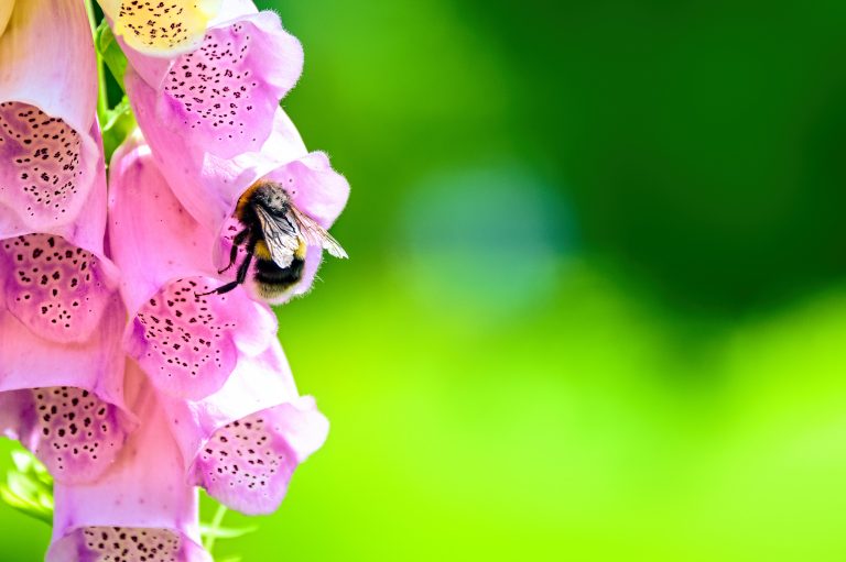 bee inside foxglove