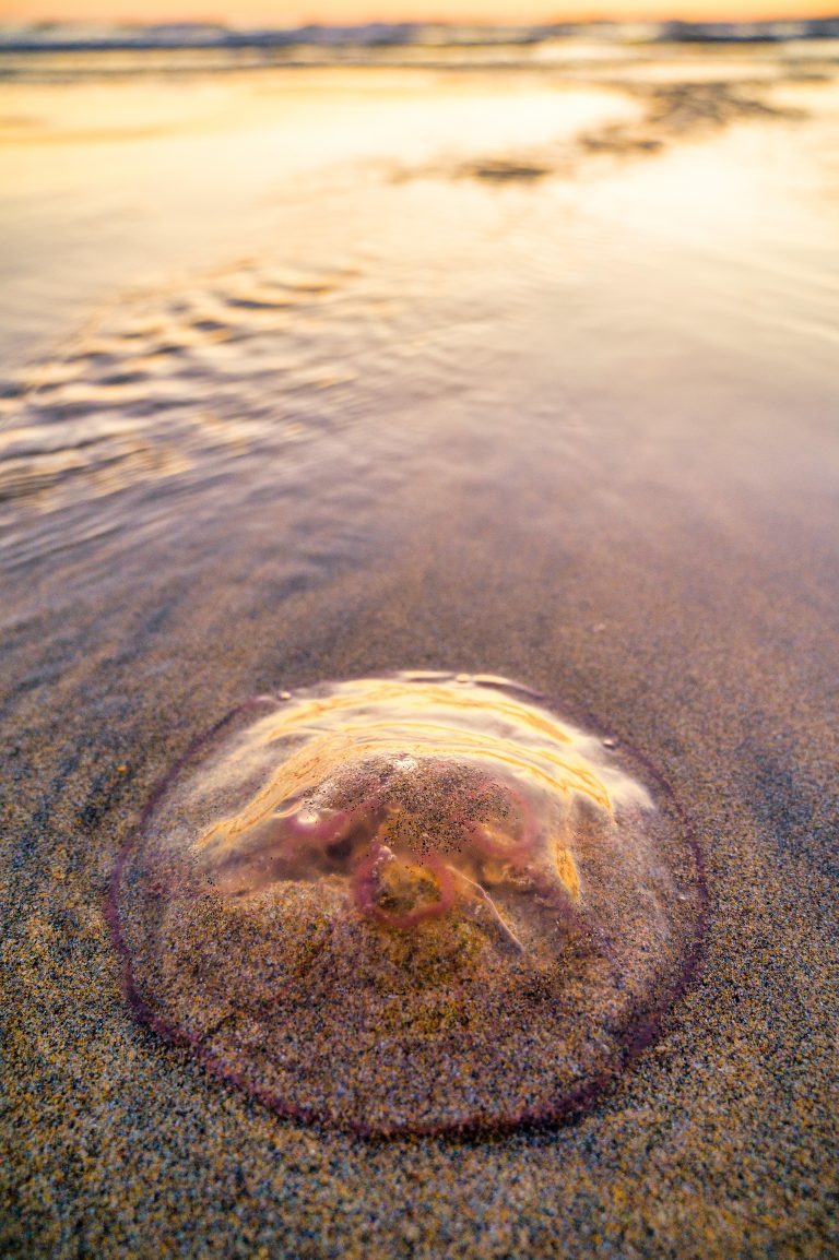 Jellyfish