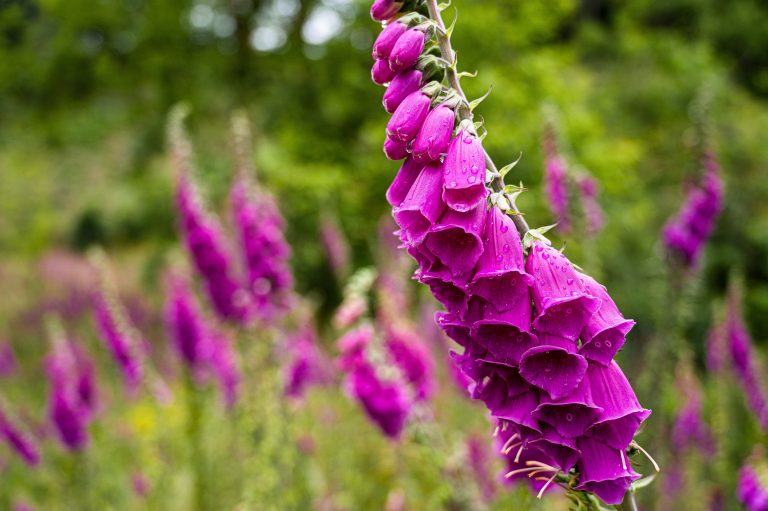 Foxgloves