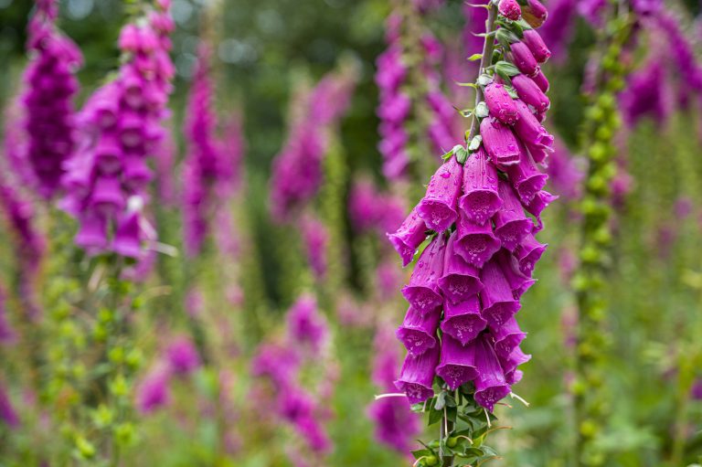 Foxgloves