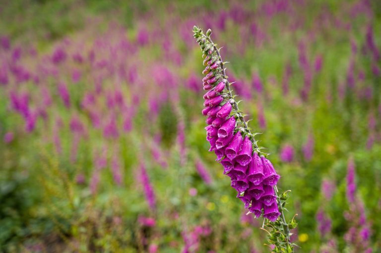 Foxgloves