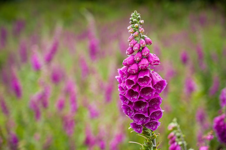 Foxgloves