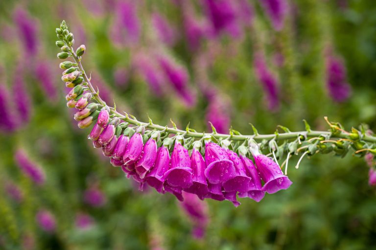 Foxgloves