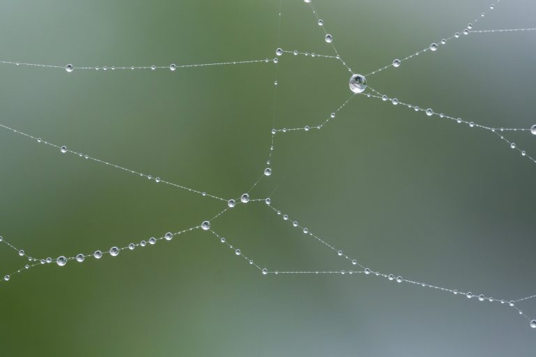 cobweb