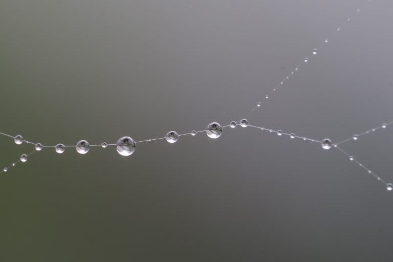 cobweb