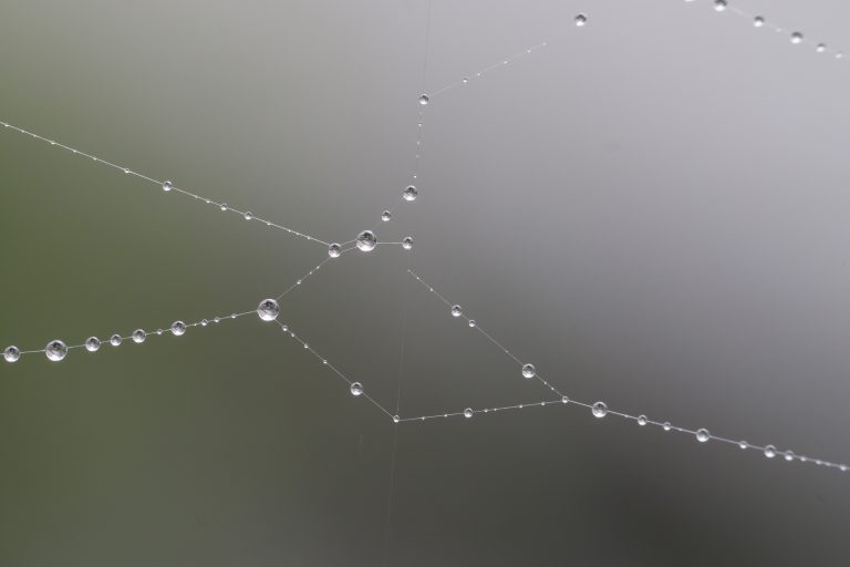 cobweb