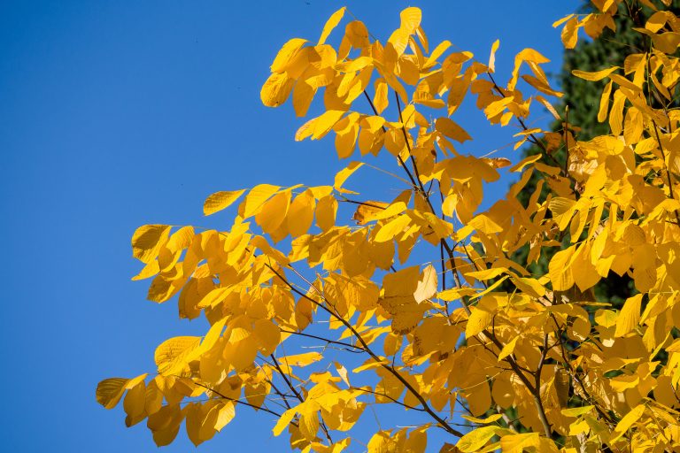 colourful leaves