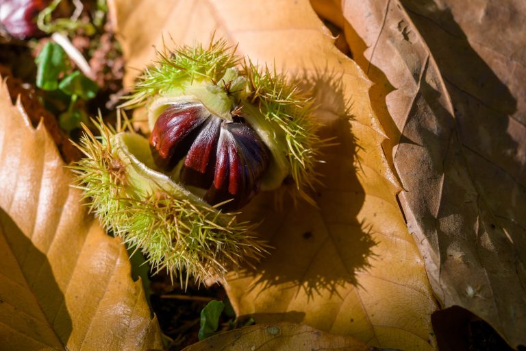 chestnut