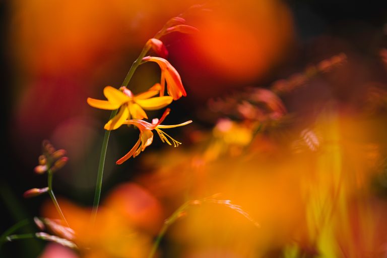 Flowers in the garden